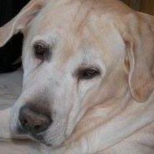 Meet your Posher, Suzanne